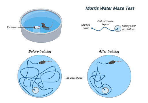 Morris Water Maze Test | BioRender Science Templates