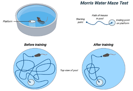 Illustration of the Morris Water Maze (created using BioRender)